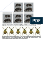 Callosobruchus (Yg Betina Belum) Dan Sitophilus