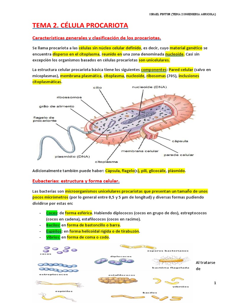 Estructura y funciones de células procariotas | PDF | Las bacterias ...