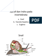 Sistem Syaraf Dan Indra Pada Invertebrata