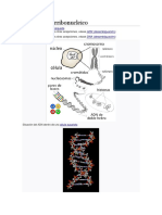 Ácido desoxirribonucleico.docx