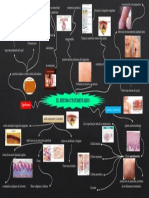 mapa mental tejido tegumentario DEL TALLER 4.pptx