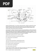 Análisis del Ángulo Lumbosacro y Ferguson | PDF | La columna vertebral ...