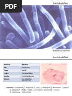 Download Lactobacillus by Alex Garcia SN43936069 doc pdf
