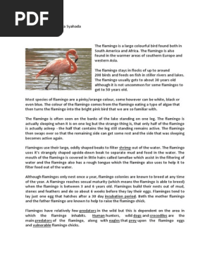 Flamingo Report Text Docx Birds Paravians