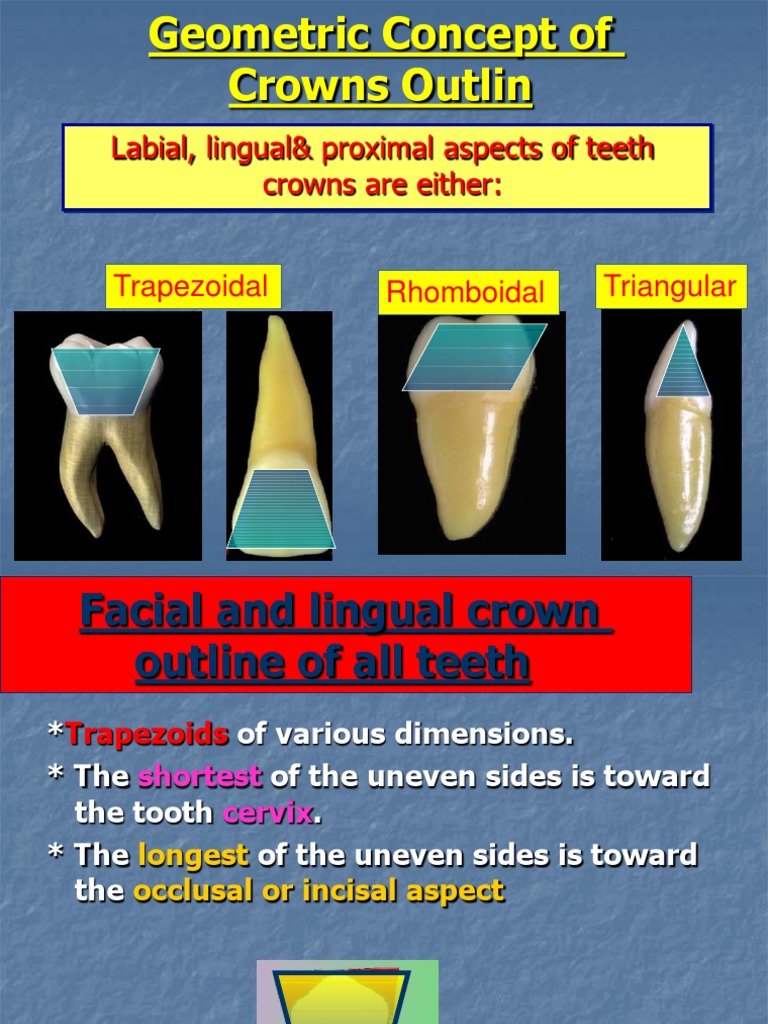 13-Geometric Outline (1) Sanaaelzoghby | PDF | Human Tooth | Human Anatomy