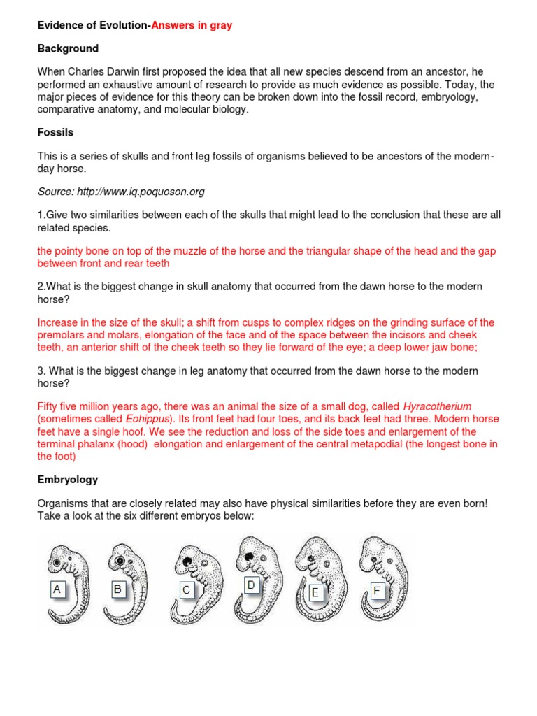Evidence of Evolution Worksheet Answers | PDF | Homology (Biology ...