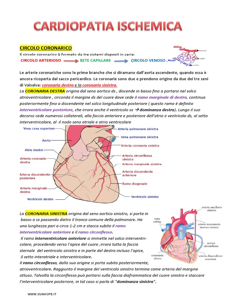 4 Vascolarizzazione, meningi e circolazione del fluido cerebrospinale, image size:768x1024