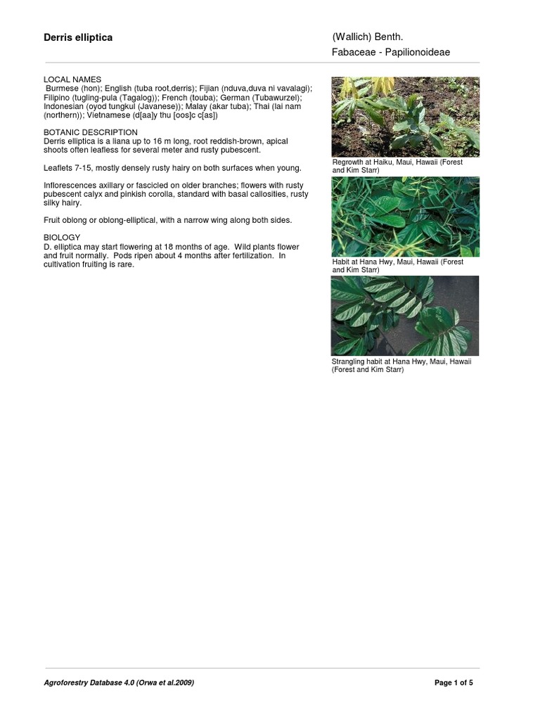 Derris Elliptica: Fabaceae - Papilionoideae (Wallich) Benth | PDF ...