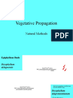 proveg.ppt