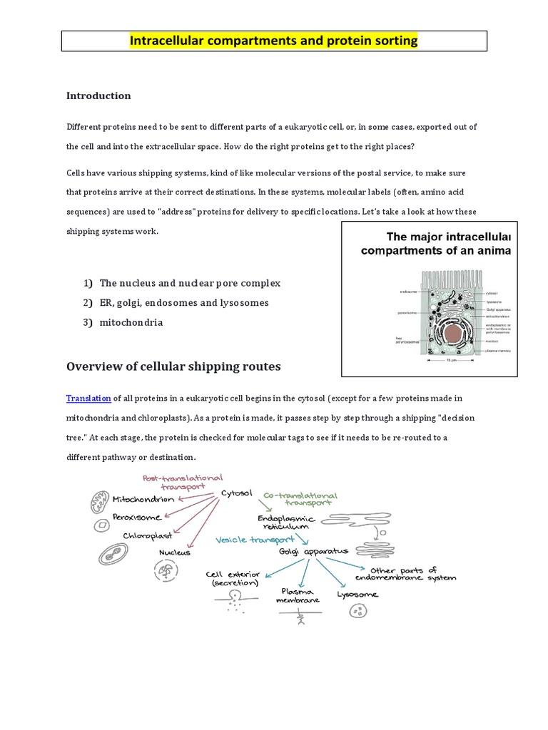 Protein Sorting in Intracellular Compartments | PDF | Protein Targeting ...