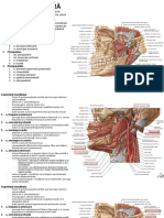 LP09 Arterele Si Venele Capului