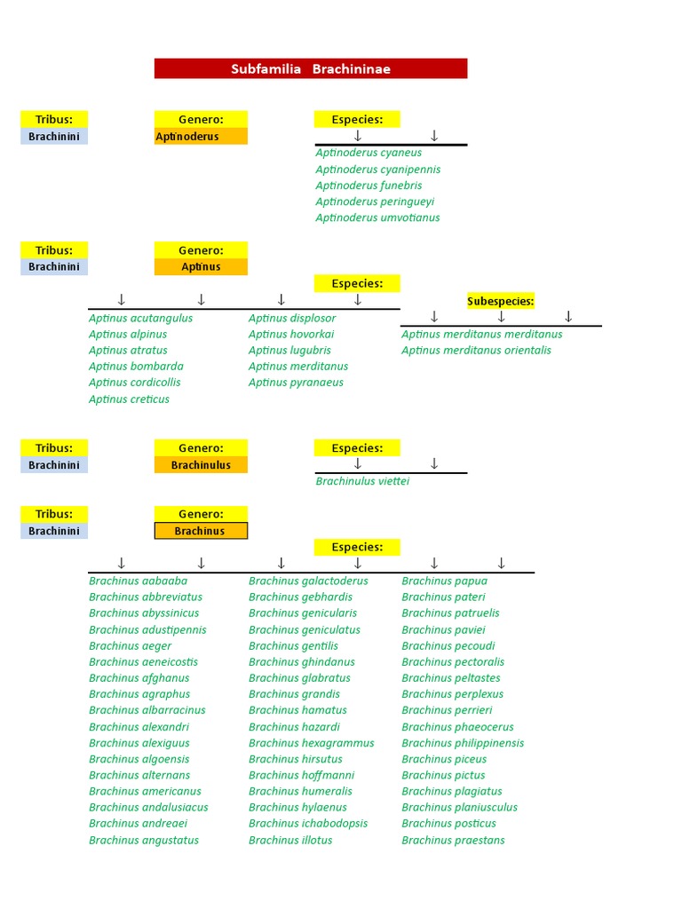 Subf Brachininae | PDF
