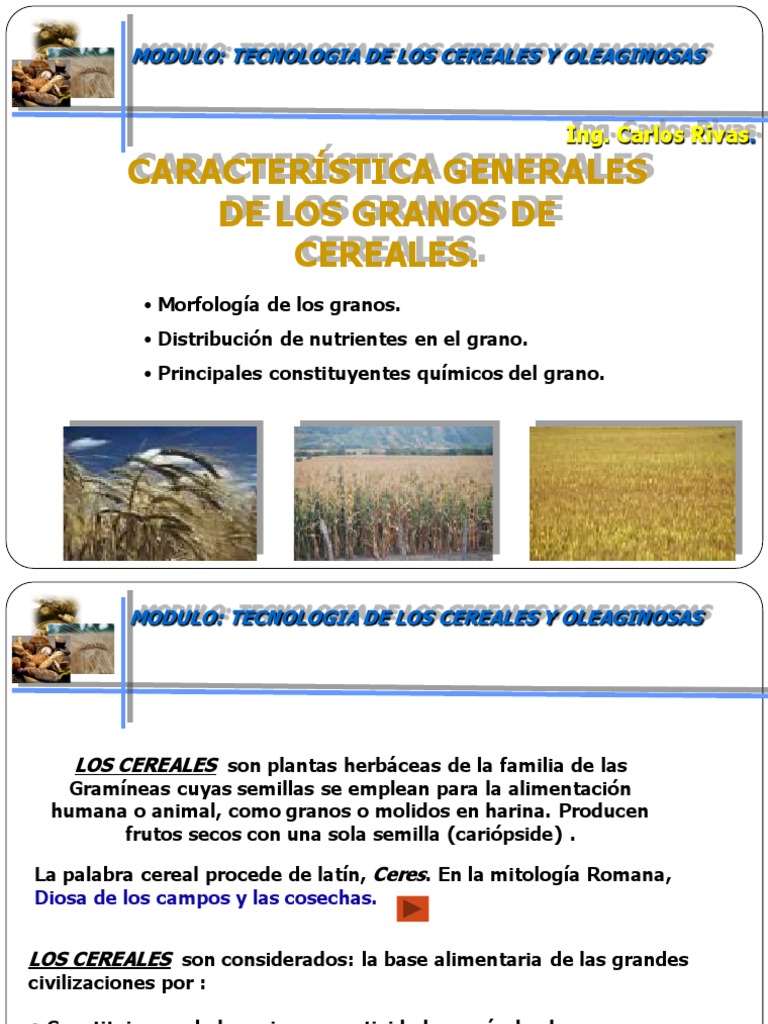 Características Generales de Los Granos de Cereales Cereales Almidón