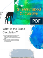 Giraffe Blood Circulation