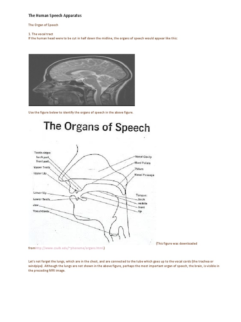 The Human Speech Apparatus Larynx Sound Production