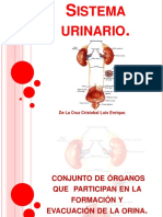 Sistemaurinario PDF