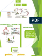 Diapositivas Capitulo 1 - Estructura y Funcion Del Material Genetico