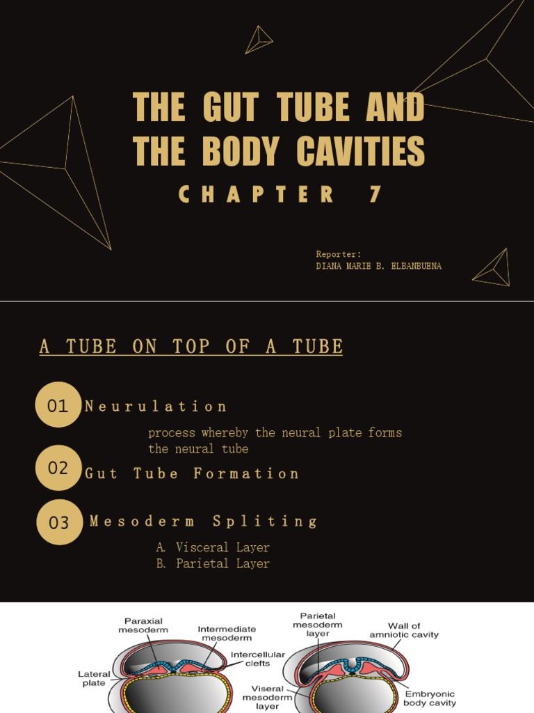 Gut Tube and Body Cavity Formation | PDF | Animal Anatomy | Thorax ...