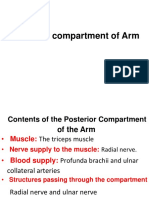 Posterior Compartment of Arm