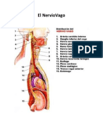 El Nervio Vago