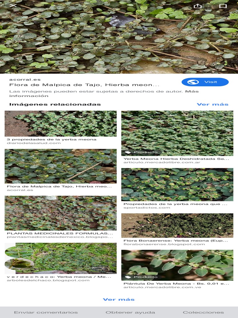 Propiedades de la Yerba Meona | PDF | Plantas | Internet