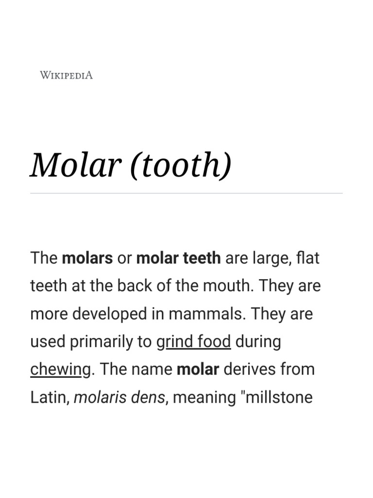 Molar Tooth Wikipedia Dental Anatomy Mouth