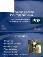 Contagious Caprine Pleuropneumonia