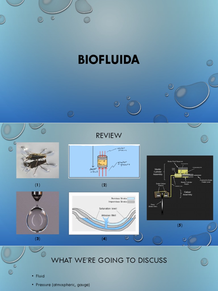 Principles of Biofluids in Physics | PDF | Hemodynamics | Fluid Dynamics