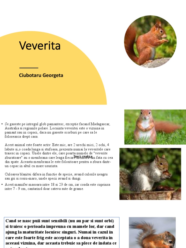 Veverita | PDF