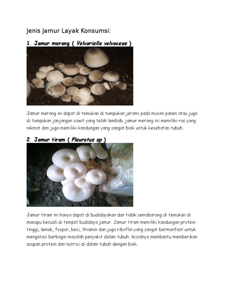 Jenis Jamur Layak Konsumsi PDF