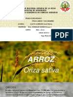 ARROZ (Oriza Sativa)