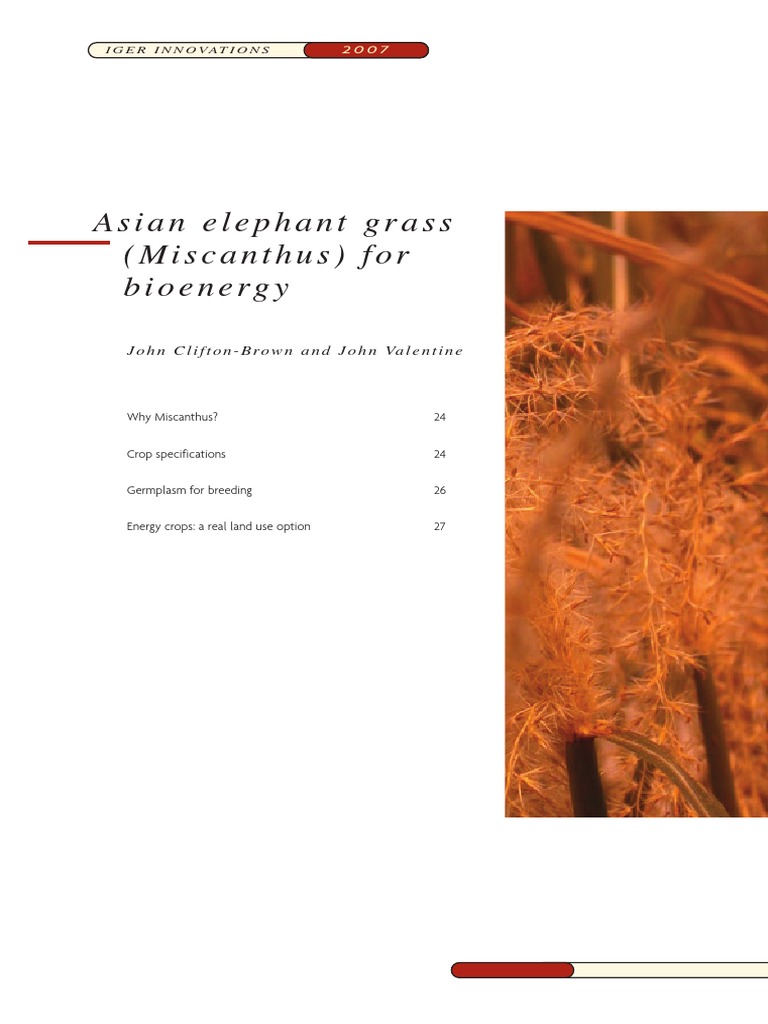 Asian Elephant Grass - Miscanthus - For Bioenergy PDF | PDF | Plant
