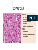 Zona Reticular