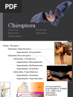chiroptera FINAL