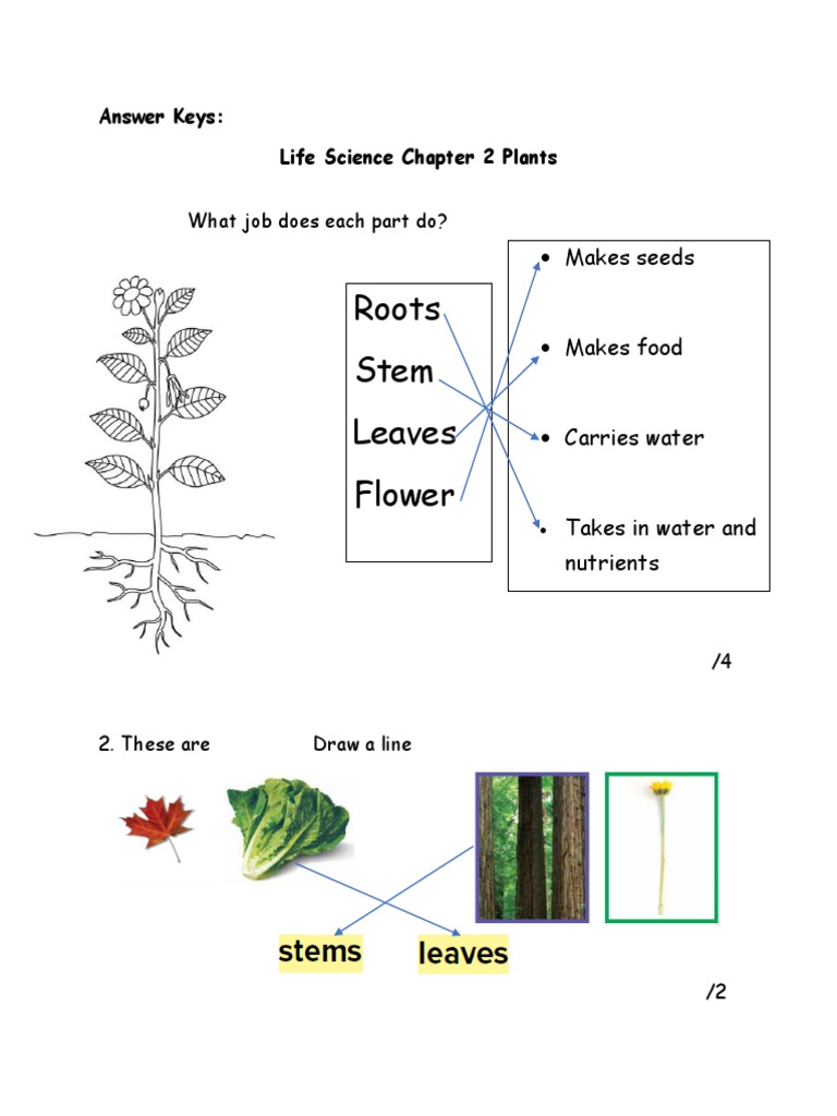 Life Science: Plant Parts Quiz | PDF | Home & Garden | Science ...