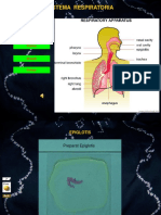 (Tunjukan Praktikum 1) Sistem Respirasi