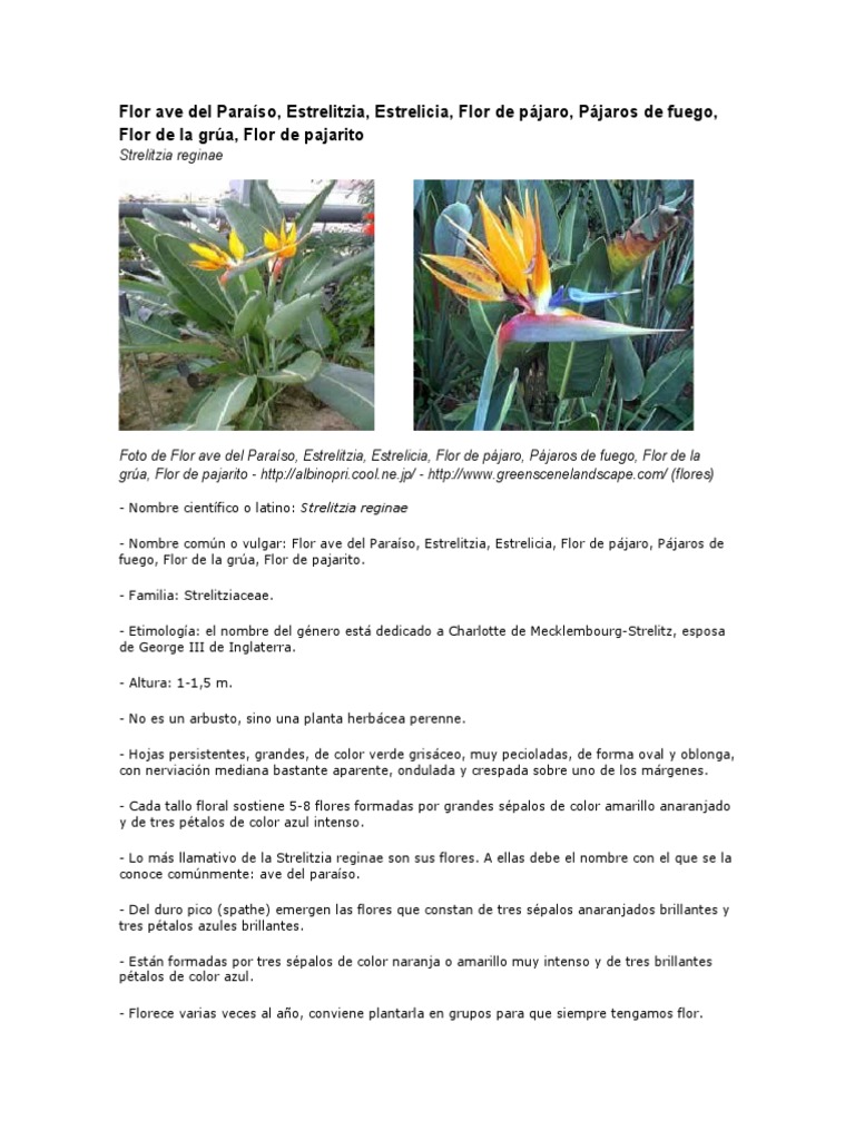 Flor Ave Del Paraíso | PDF | Plantas | Arquitectura del Paisaje