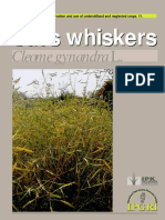 Cat_s_whiskers_Cleome_gynandra_L._350
