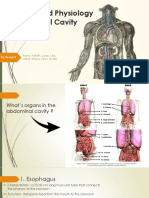 Anatomy and Physiology of Abdomen