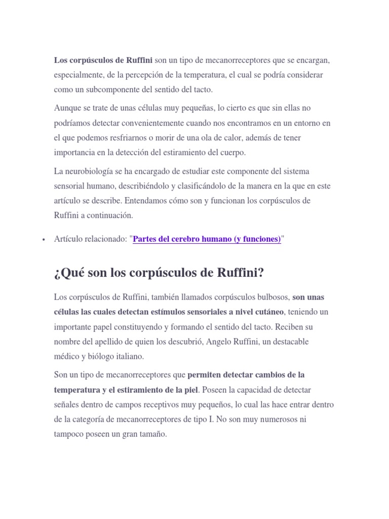 Los Corpúsculos de Ruffini | PDF | Piel | Axon