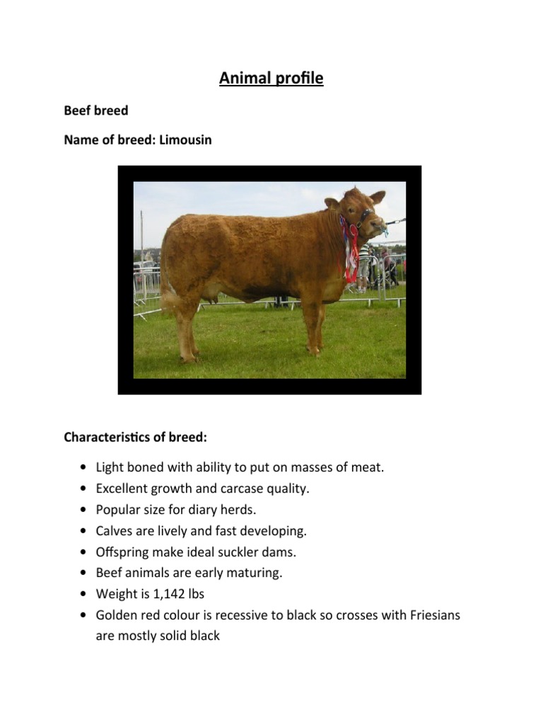Limousin Beef Breed Profile | PDF
