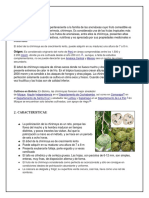 Chirimoya Prueba 2