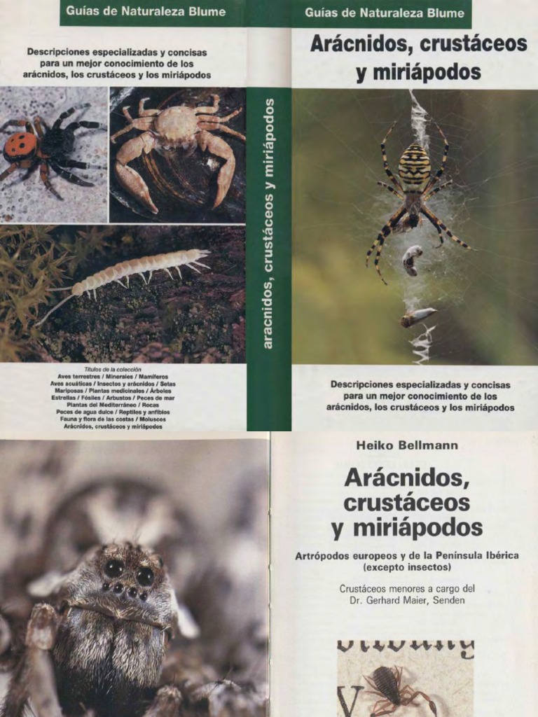 Zankuro Ecm 2 Hentai - Animales Aracnidos Crustaceos y Miriapodos Blume | PDF