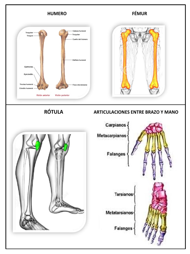 Hand anatomy - MEDizzy, image size:768x1024