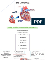 ATRIOS (AURÍCULAS).pptx