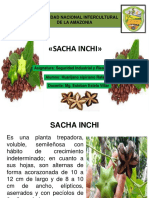 Sacha Inchi: Características, cultivo y usos