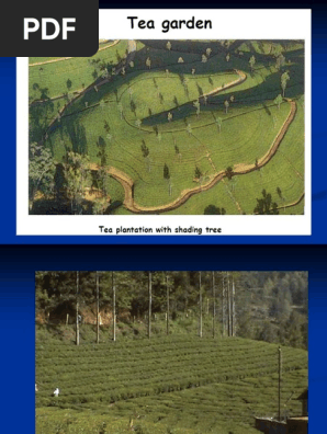 Copy of Tea processing.ppt