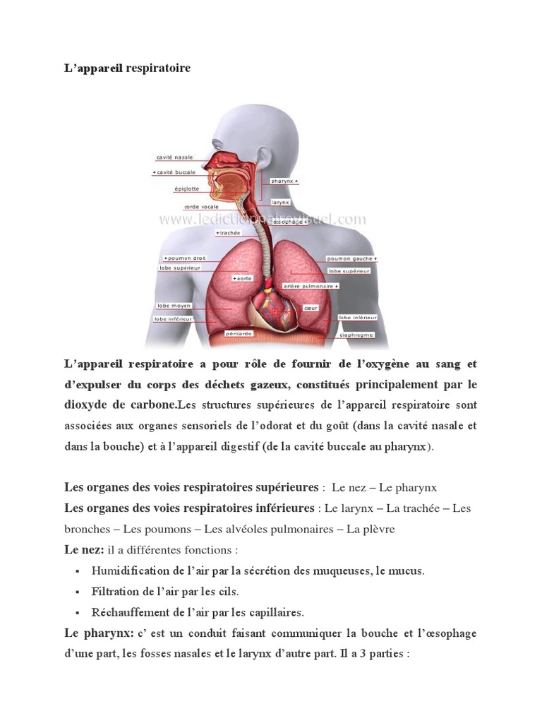 Anatomie et physiologie de l'appareil respiratoire - ScienceDirect