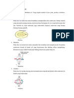 Mitosis 4 fase pembelahan sel