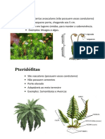 Tipos de Plantas Resumo